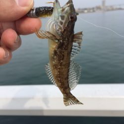 大蔵海岸３回目