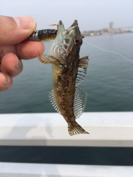 大蔵海岸３回目