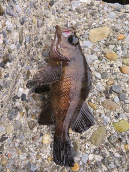 やっとシーズン初メバル！