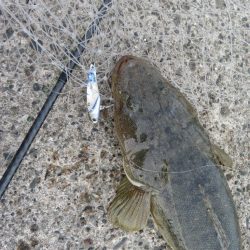 人生初マゴチはなかなかのサイズ!