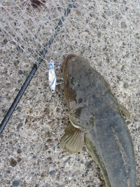 人生初マゴチはなかなかのサイズ！