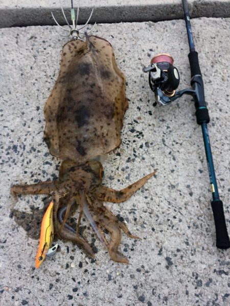 巻きジャクリの練習のつもりが