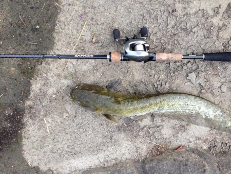 雨後のナマズ釣り