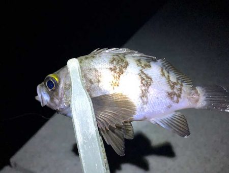 梅雨メバルを狙って