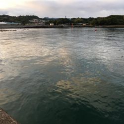 ツバス3匹、アジ5匹、コサバ300匹