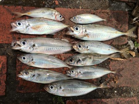 アジ11匹、ツバス1匹、コサバ約200匹