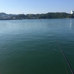 チヌ、グレ、アジ、ツバス、コサバ