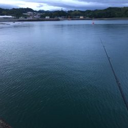 アジ9匹、ツバス5匹、コサバ6匹、キス1匹