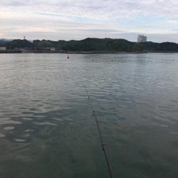 アジ8匹、ツバス3匹、チャリコ2匹、コサバ約50匹、キス(20㎝)1匹