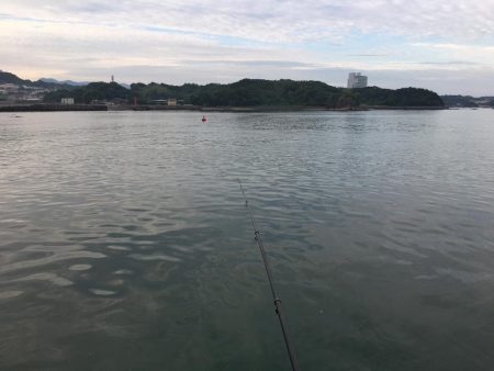 アジ8匹、ツバス3匹、チャリコ2匹、コサバ約50匹、キス(20㎝)1匹