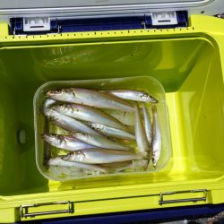 今年初めてのキス釣り