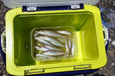 今年初めてのキス釣り