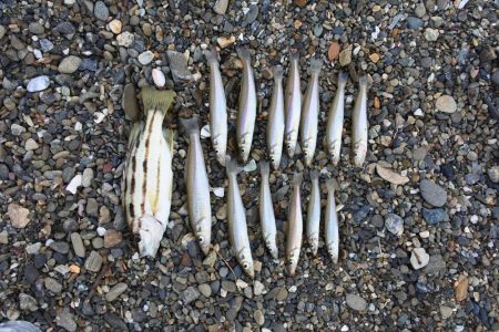 梅雨の中休みのキス釣り