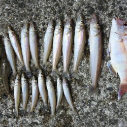 梅雨のキス釣り 小型が多い