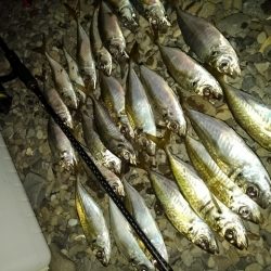 フロートゲーム