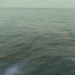 青島近郊でイサキ、グレ釣り