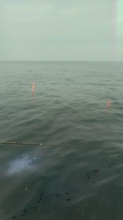 青島近郊でイサキ、グレ釣り