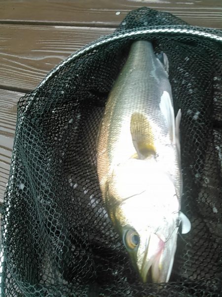 新川　シーバス出ました。