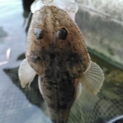 浜名湖　ライトゲーム