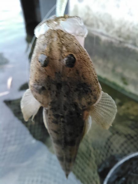 浜名湖　ライトゲーム