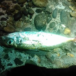 浜名湖　アジング