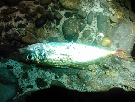 浜名湖　アジング