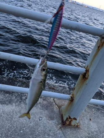 ジグサビキで、鯖サバ〜　鯵が一匹　