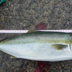 2週間ぶりの青物