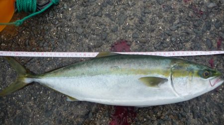 2週間ぶりの青物