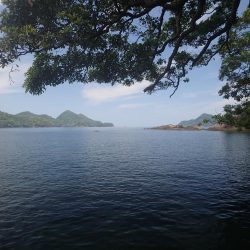 最後に本命、アコウ登場!