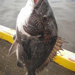 一時間だけ…すごいアタリの数!