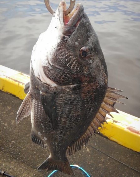 一時間だけ…すごいアタリの数!