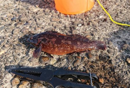 手釣りでアイナメが釣れたよ