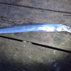 ワインドでタチウオ