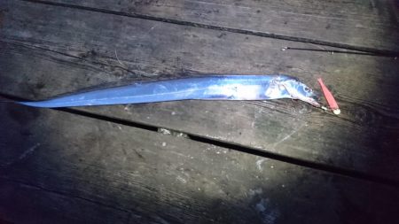 ワインドでタチウオ