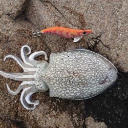 久々にエギンGuー