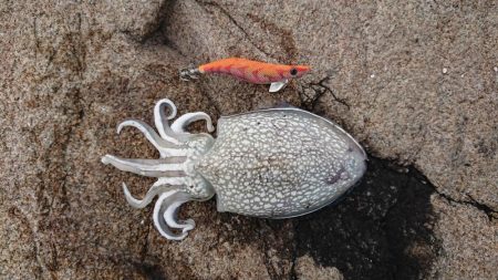 久々にエギンGuー