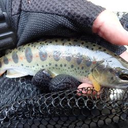 揖保川渓流釣り