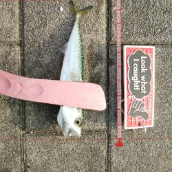 青物不発、小サバは湧いてる