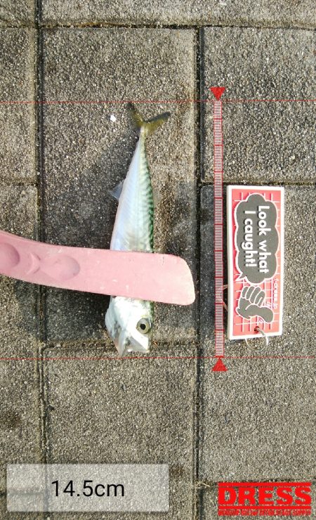 青物不発、小サバは湧いてる