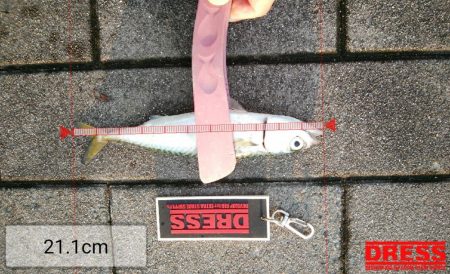 サバしか居てないやん