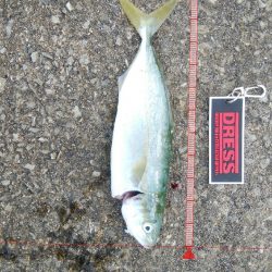 今日はツバスからサバの永遠ループ