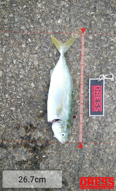 今日はツバスからサバの永遠ループ