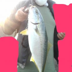 ハマチ47cm半年ぶりの青物　