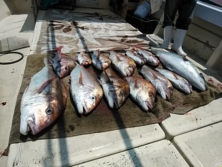 大物釣果速報！●光義丸：平戸市早福港