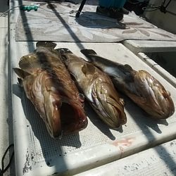 大物釣果速報！●光義丸：平戸市早福港