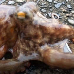 朝練釣行!!平日の朝マズメに堤防タコングでゲットw