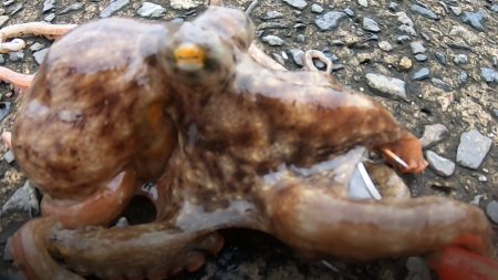 朝練釣行！！平日の朝マズメに堤防タコングで…