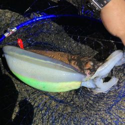 親戚が大きなコウイカ釣りました。