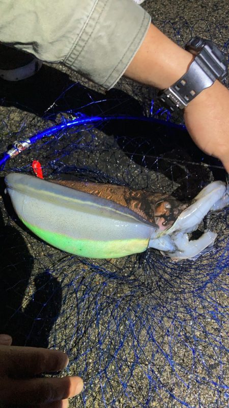 親戚が大きなコウイカ釣りました。